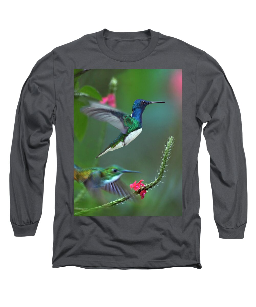 00557681 Long Sleeve T-Shirt featuring the photograph White-necked Jacobin And Golden-tailed Sapphire, Trinidad #1 by Tim Fitzharris