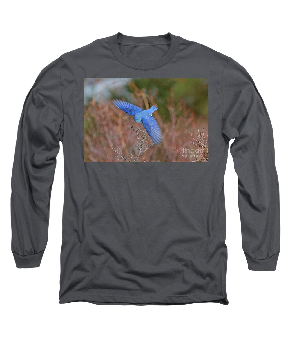 Mountain Bluebird Long Sleeve T-Shirt featuring the photograph Mountain Bluebird #8 by Gary Wing