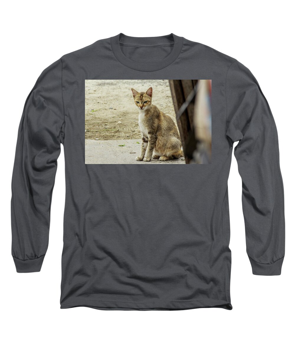  Long Sleeve T-Shirt featuring the photograph A Beautiful Female Cat #9 by Mangge Totok