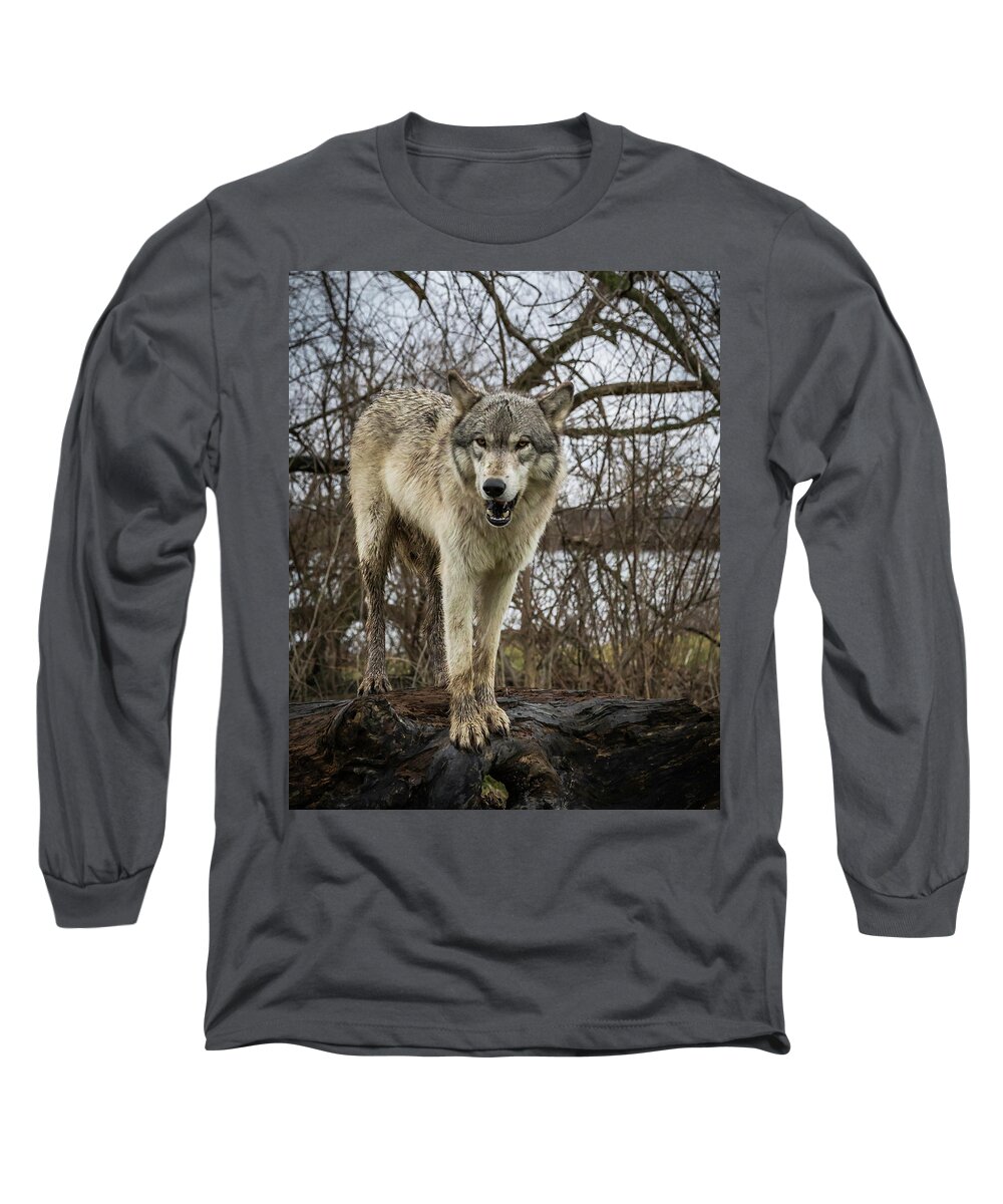 Wolf Wolves Long Sleeve T-Shirt featuring the photograph Anit I Pretty by Laura Hedien