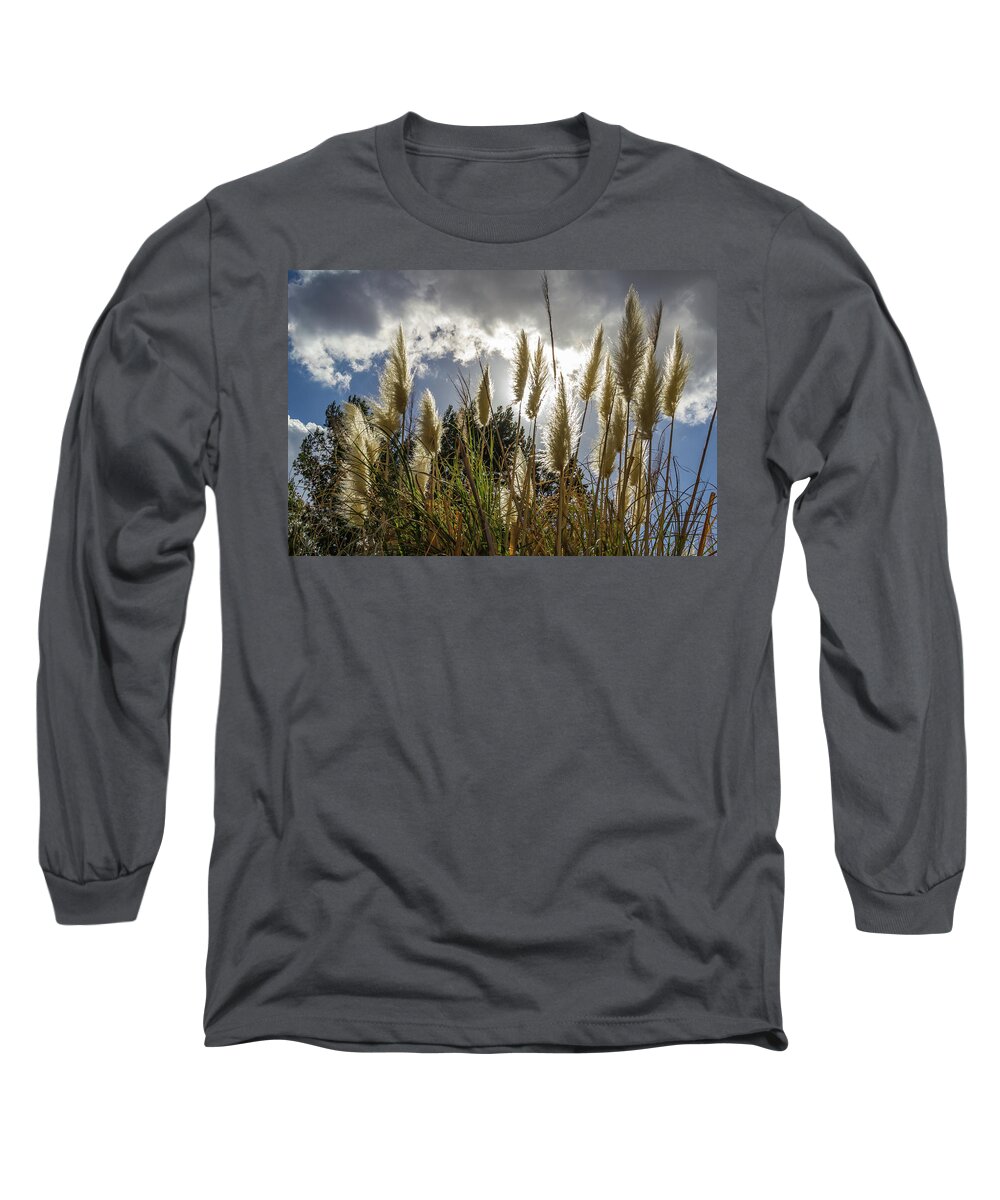 Culver City Long Sleeve T-Shirt featuring the photograph Backlit Pampas Grass by Roslyn Wilkins