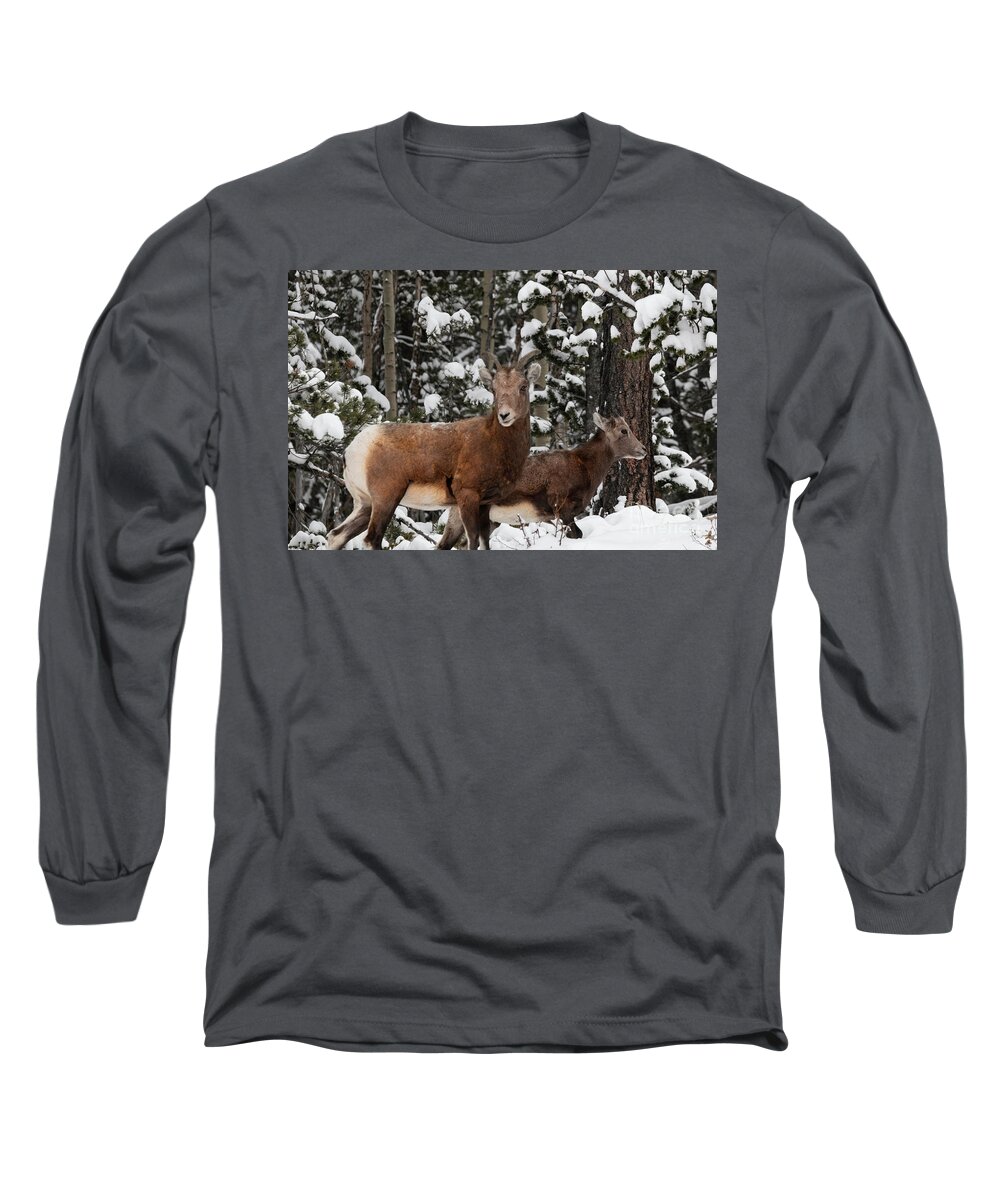 Wildlife Long Sleeve T-Shirt featuring the photograph Bighorn Sheep in Deep Snow by Steven Krull