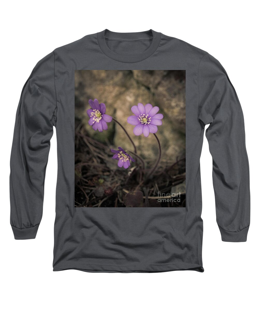 Common Long Sleeve T-Shirt featuring the photograph Blue violet anemone flower growing in a stone wall by Amanda Mohler