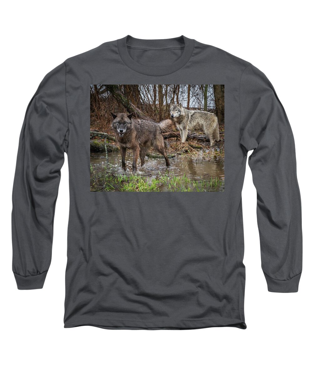 Black Wolf Wolves Long Sleeve T-Shirt featuring the photograph Double Trouble by Laura Hedien