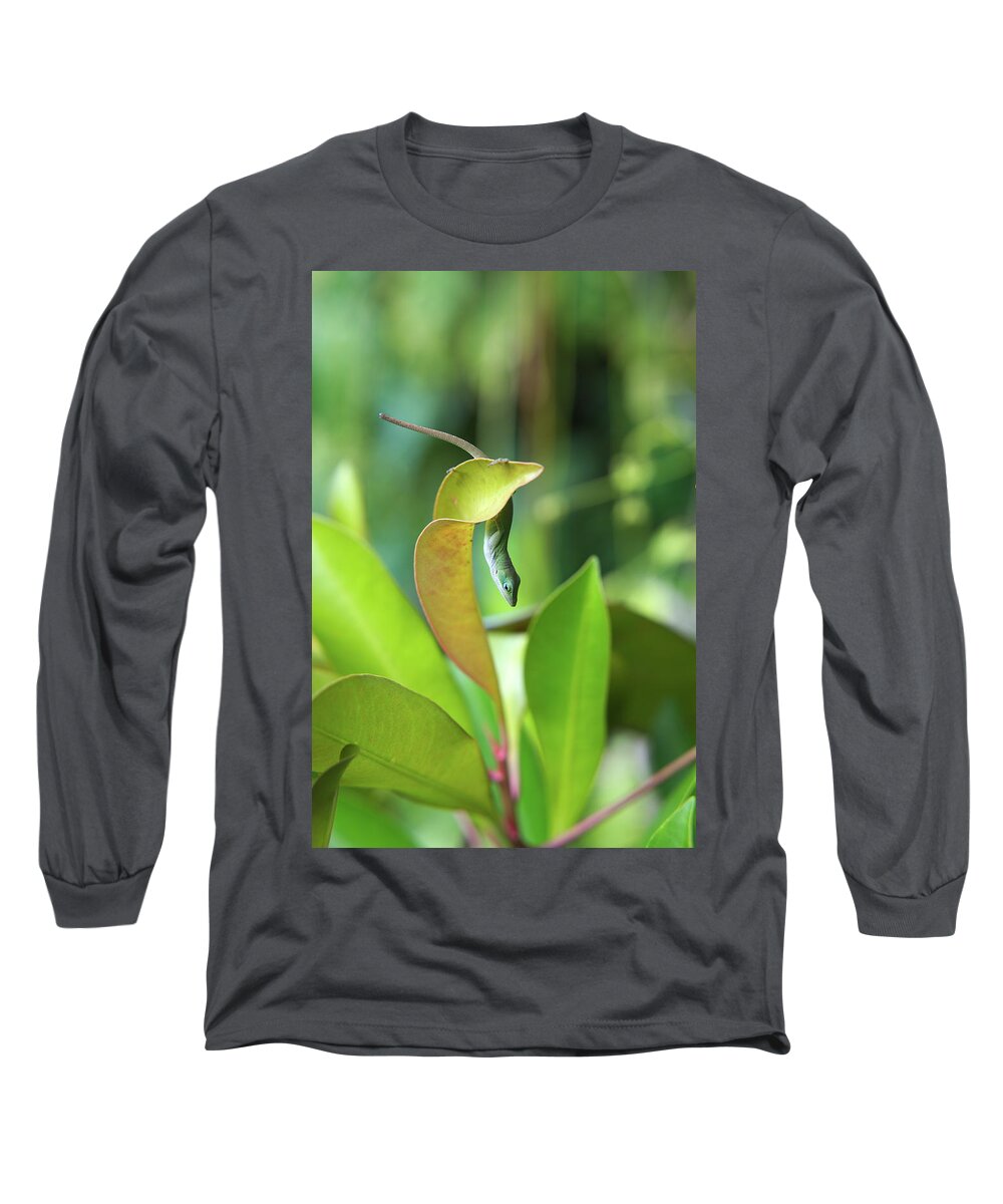 Hawaii Long Sleeve T-Shirt featuring the photograph Hang in there by Ivan Franklin