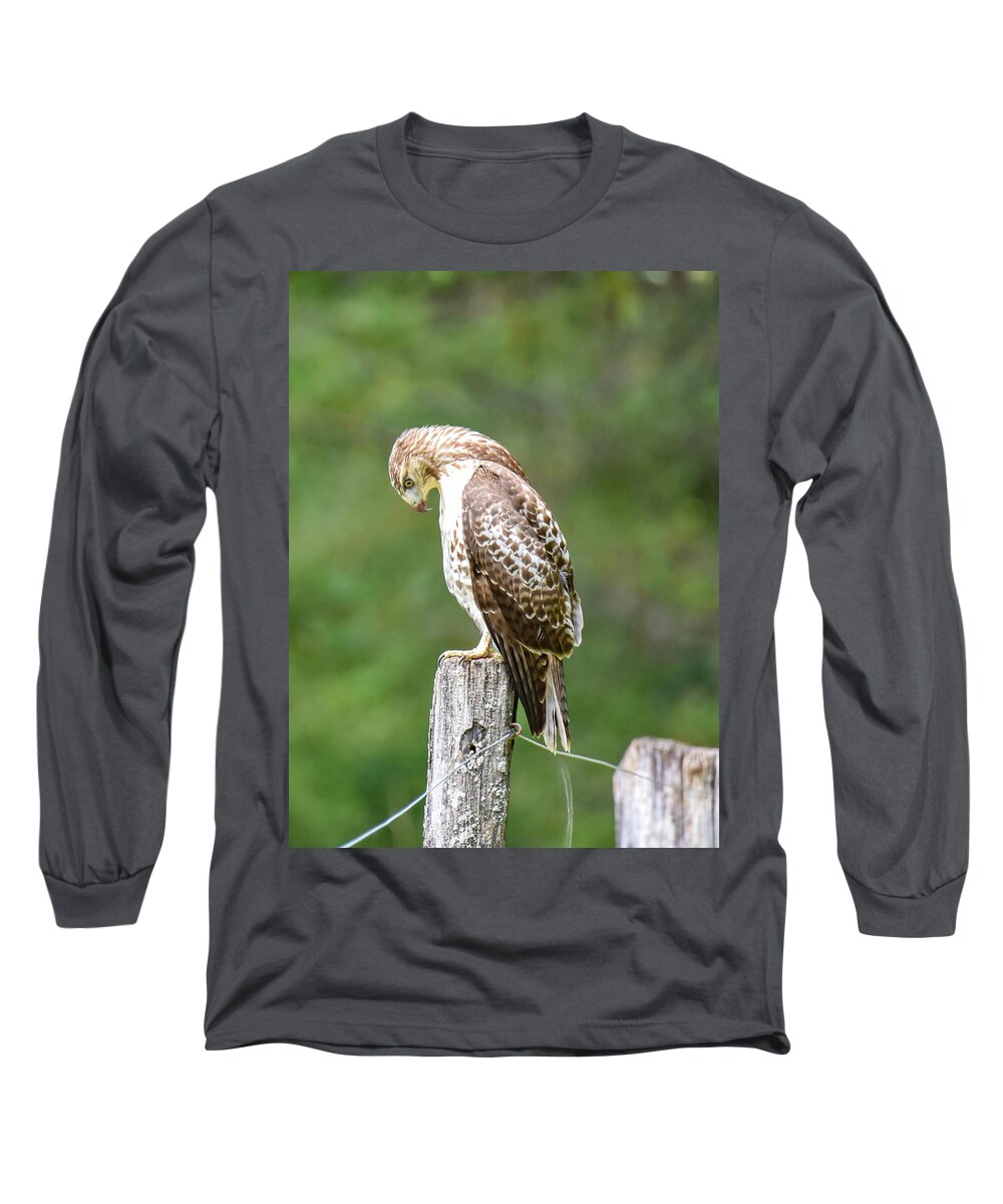 Hawk Long Sleeve T-Shirt featuring the photograph Hawk by Michelle Wittensoldner