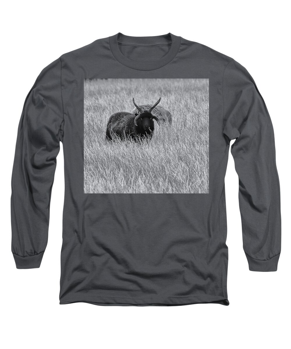 Sheep Long Sleeve T-Shirt featuring the photograph Hebridean Sheep Monochrome by Jeff Townsend