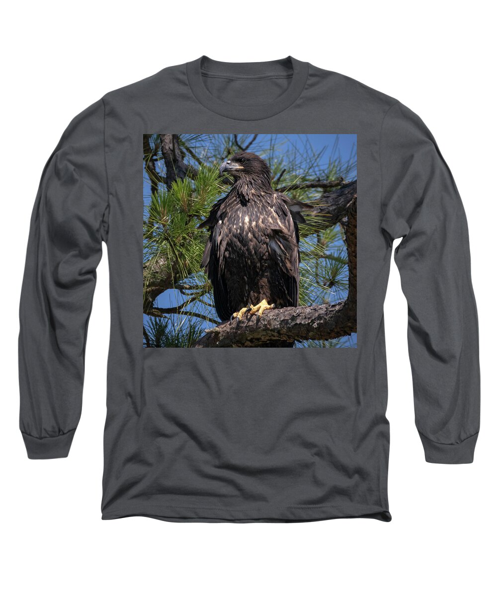 Eagle Long Sleeve T-Shirt featuring the photograph Juvenile Bald Eagle by JASawyer Imaging