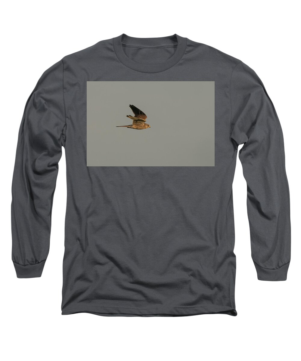 Flyladyphotographybywendycooper Long Sleeve T-Shirt featuring the photograph Kestrel Sundown Flyby by Wendy Cooper