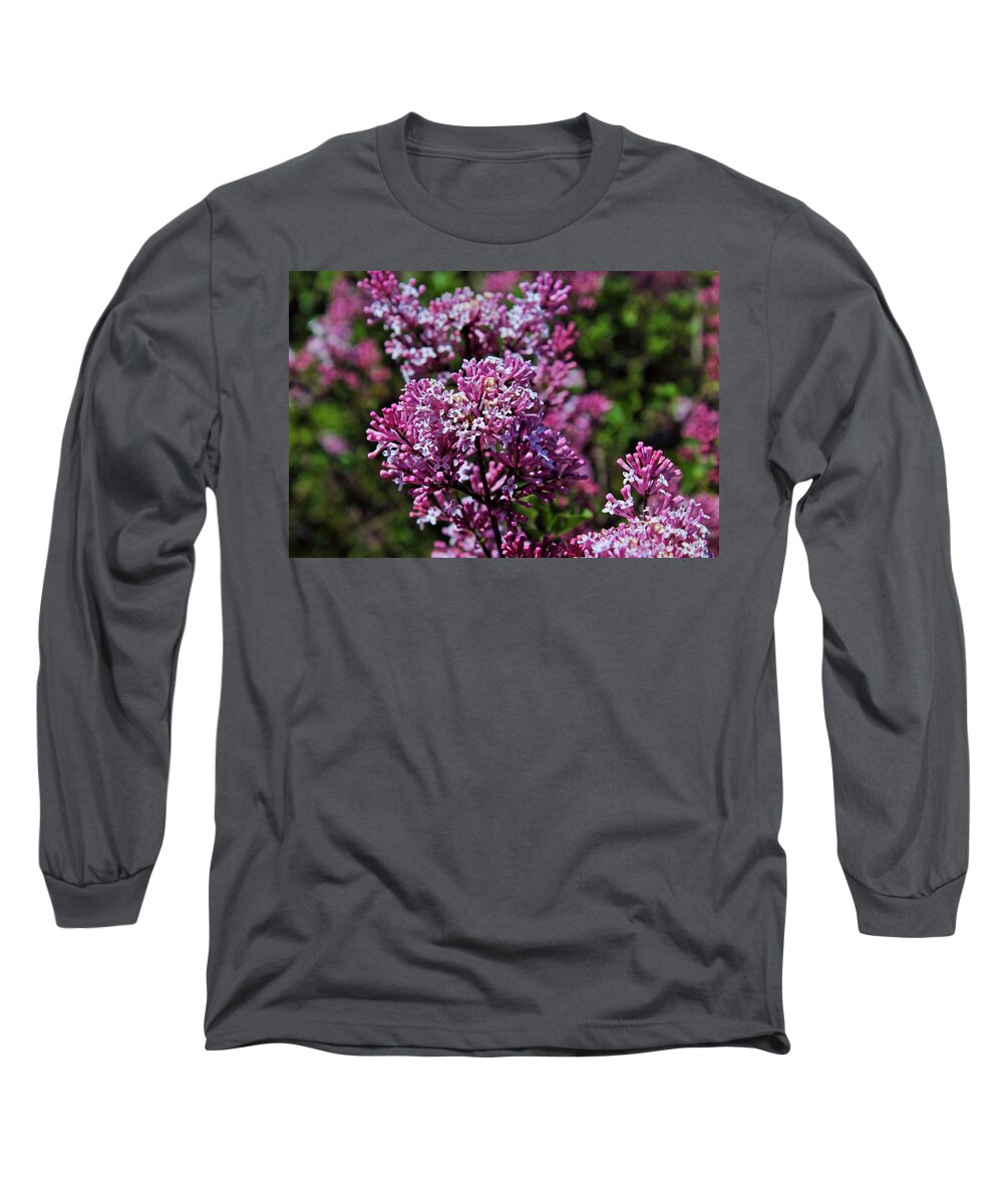 Lilac Long Sleeve T-Shirt featuring the photograph Lilacs in Bloom by Michiale Schneider