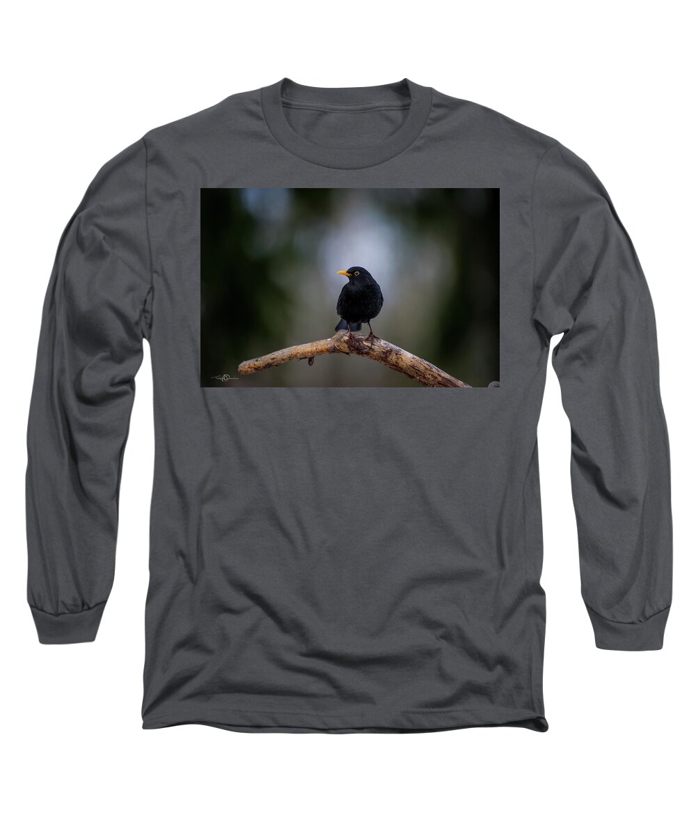 Blackbird Long Sleeve T-Shirt featuring the photograph Male blackbird perching on an old pine branch by Torbjorn Swenelius