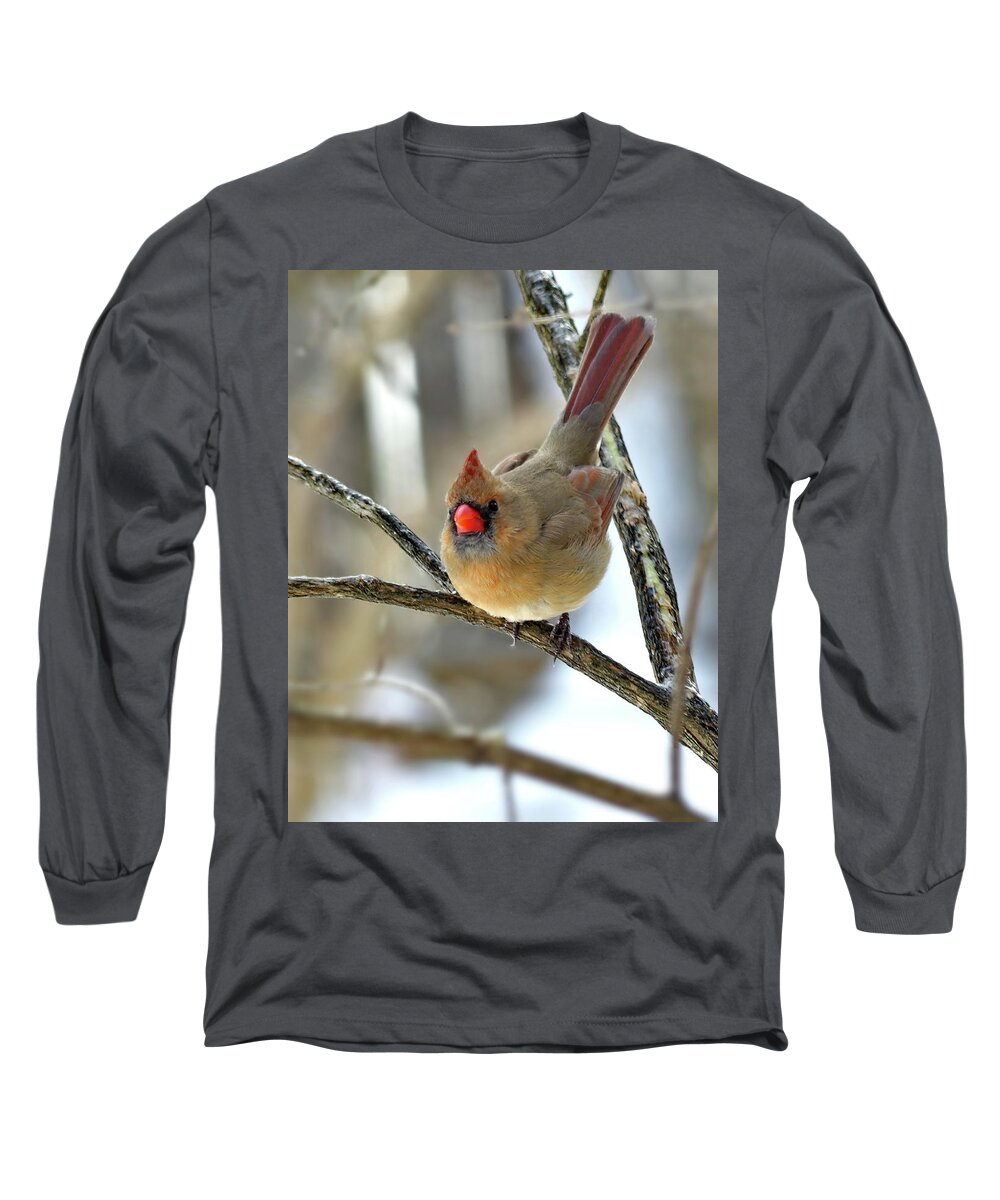 Northern Cardinal Long Sleeve T-Shirt featuring the photograph Northern Cardinal Female In Winter by Lyuba Filatova