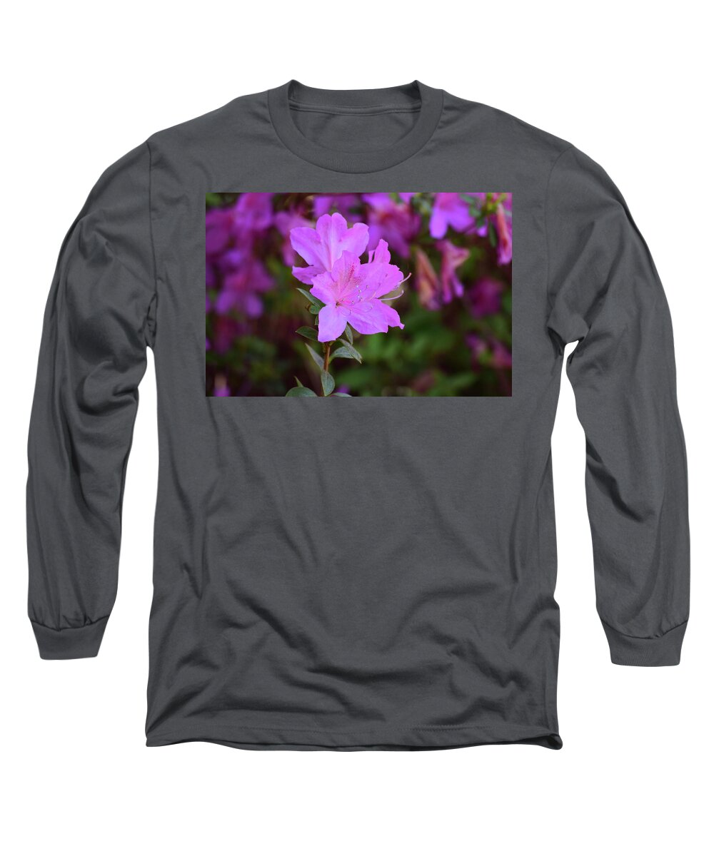 Flowers Long Sleeve T-Shirt featuring the photograph Purple Azaleas in Bloom by Nicole Lloyd