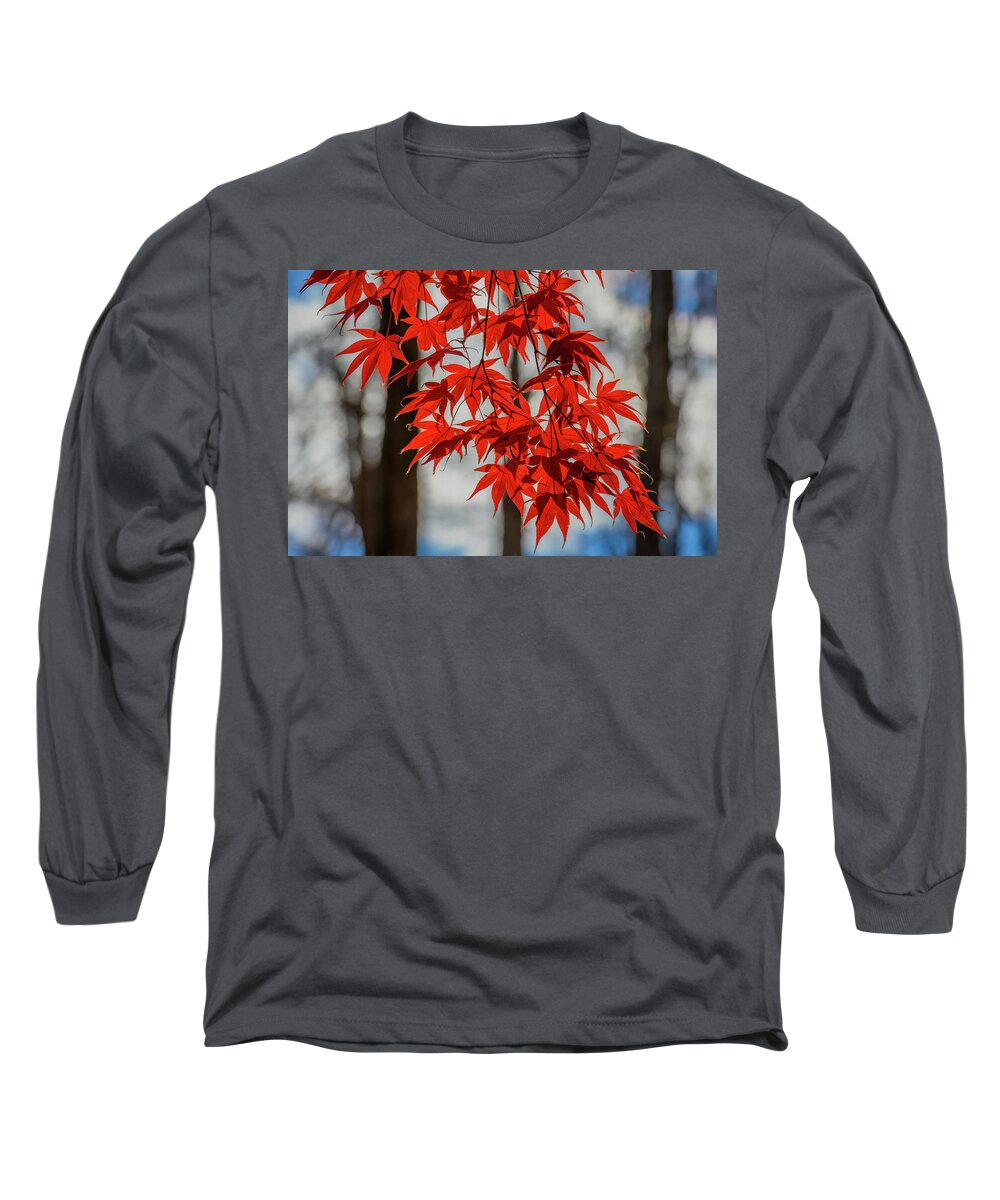 Elm Long Sleeve T-Shirt featuring the photograph Red Leaves by Cindy Lark Hartman
