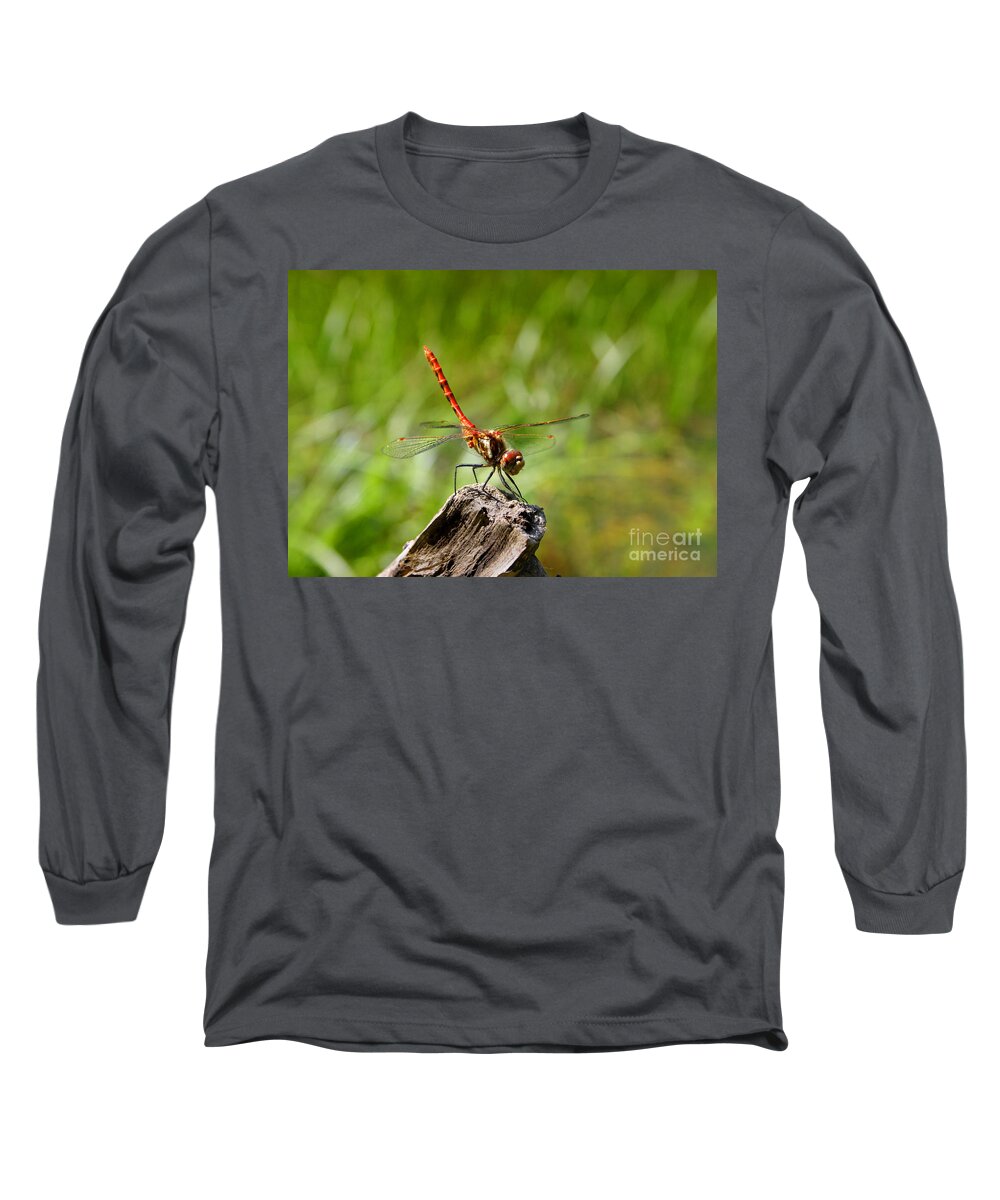 Close-up Long Sleeve T-Shirt featuring the photograph Red Meadowhawk Dragonfly Sympetrum species helicopter of the animal world resting standing on branch by Robert C Paulson Jr