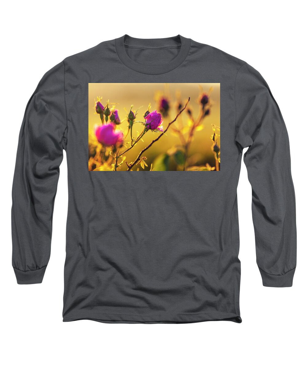 Bulgaria Long Sleeve T-Shirt featuring the photograph Roses In Gold by Evgeni Dinev