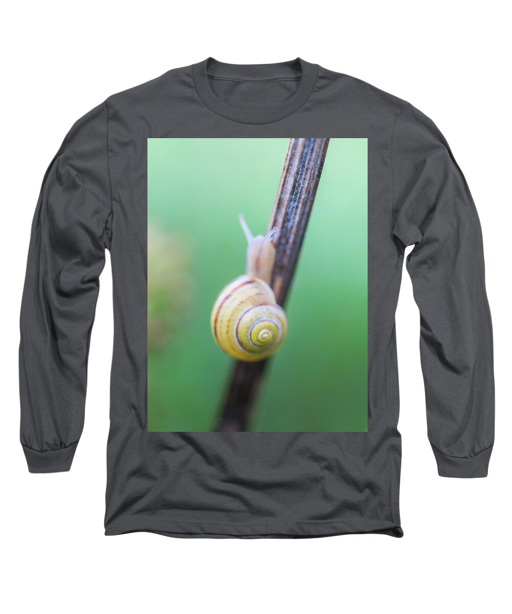 Nature Long Sleeve T-Shirt featuring the photograph Tiny Snail with a yellow shell by Anita Nicholson