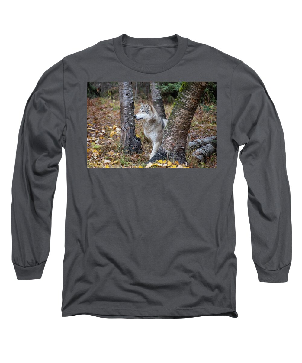 Animal Long Sleeve T-Shirt featuring the photograph Tundra Wolf in the Birch Trees by Teresa Wilson