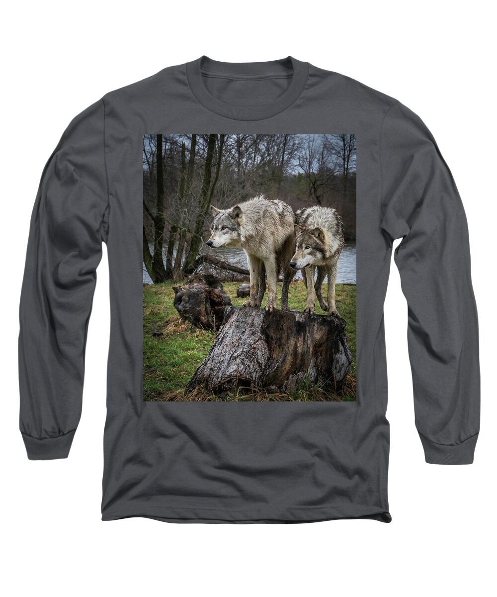 Wolf Wolves Long Sleeve T-Shirt featuring the photograph What Ya Think by Laura Hedien