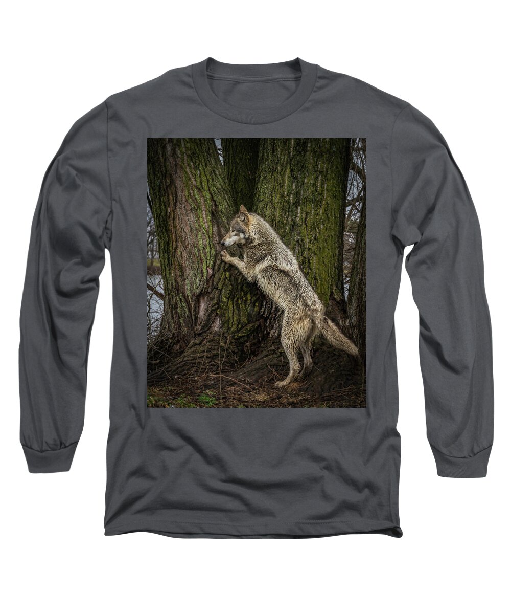 Wolf Wolves Long Sleeve T-Shirt featuring the photograph What's in There by Laura Hedien