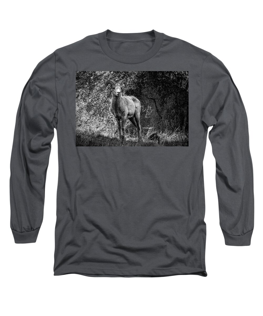 Bighorn Sheep Long Sleeve T-Shirt featuring the photograph Yellowstone Bighorn BW by Rick Pisio