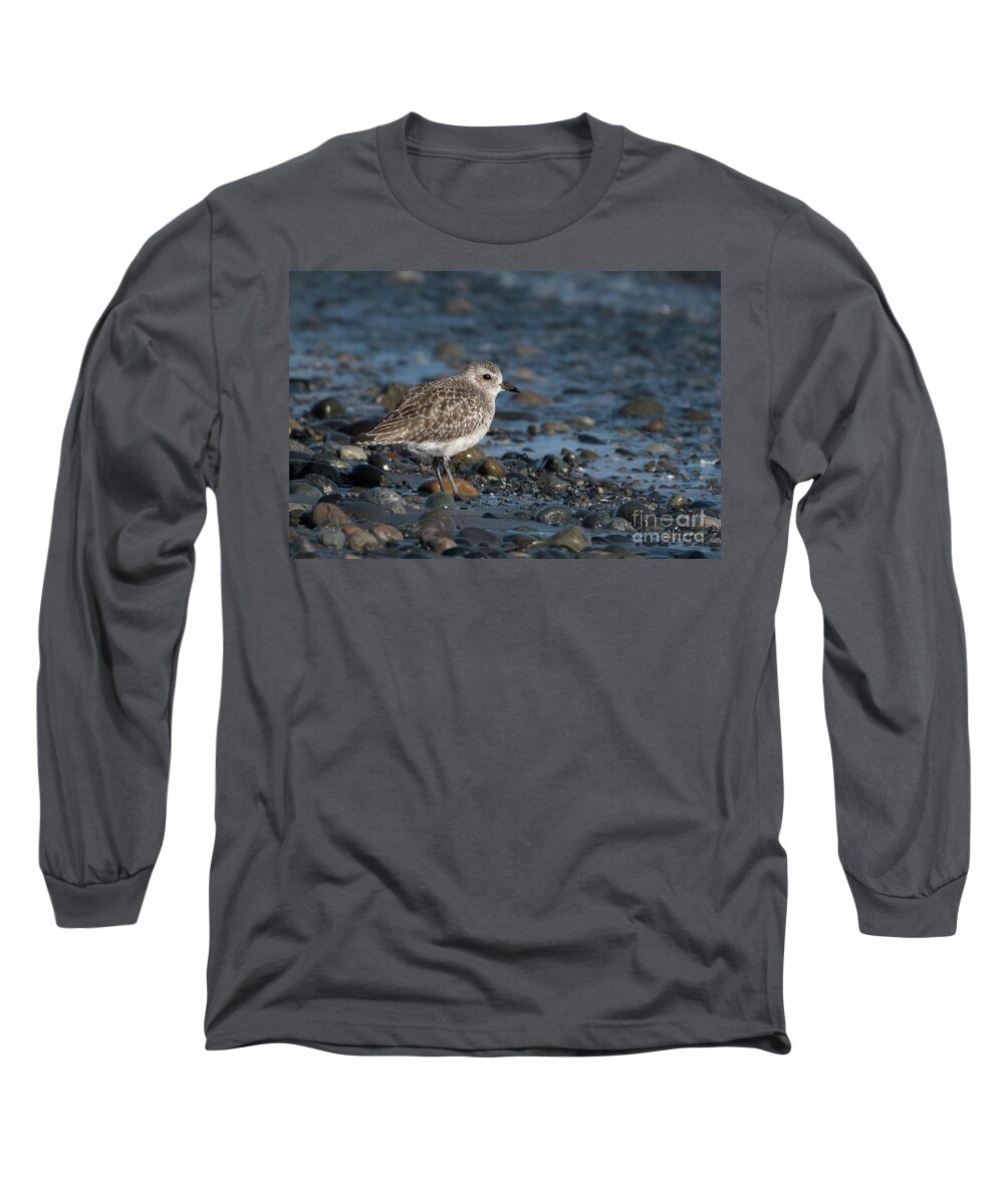 Black-bellied Plover Long Sleeve T-Shirt featuring the photograph Black-bellied Plover in Winter Plumage #1 by Nancy Gleason