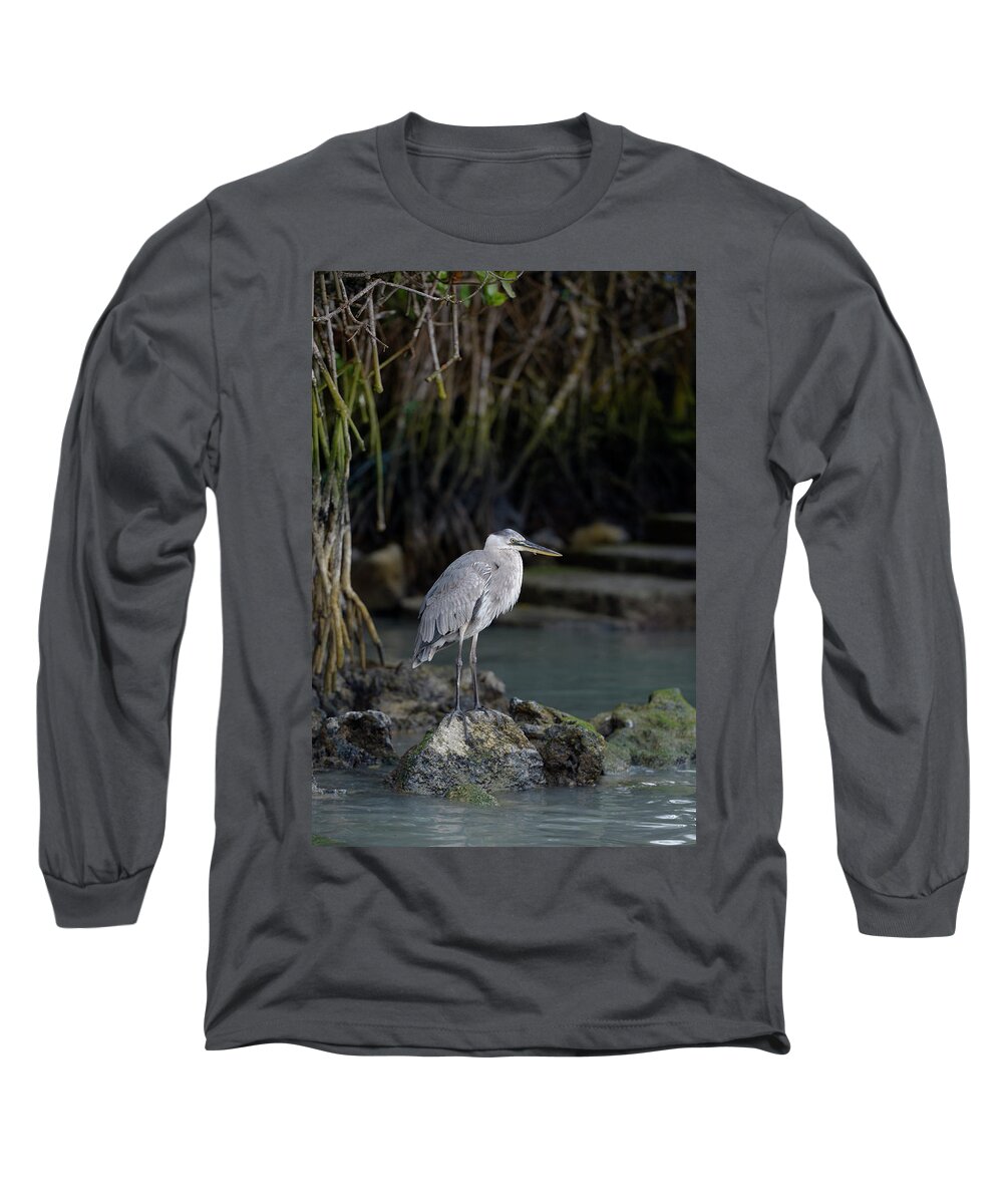 Republic Of Ecuador Long Sleeve T-Shirt featuring the photograph Great Blue Heron, Ardea herodias, Santa Cruz Island, Galapagos Islands, Ecuador #2 by Kevin Oke