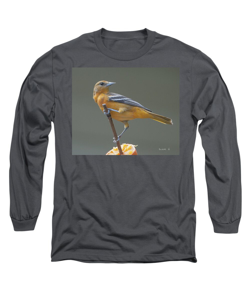 Female Oriole Long Sleeve T-Shirt featuring the photograph Female Oriole #3 by Diane Giurco