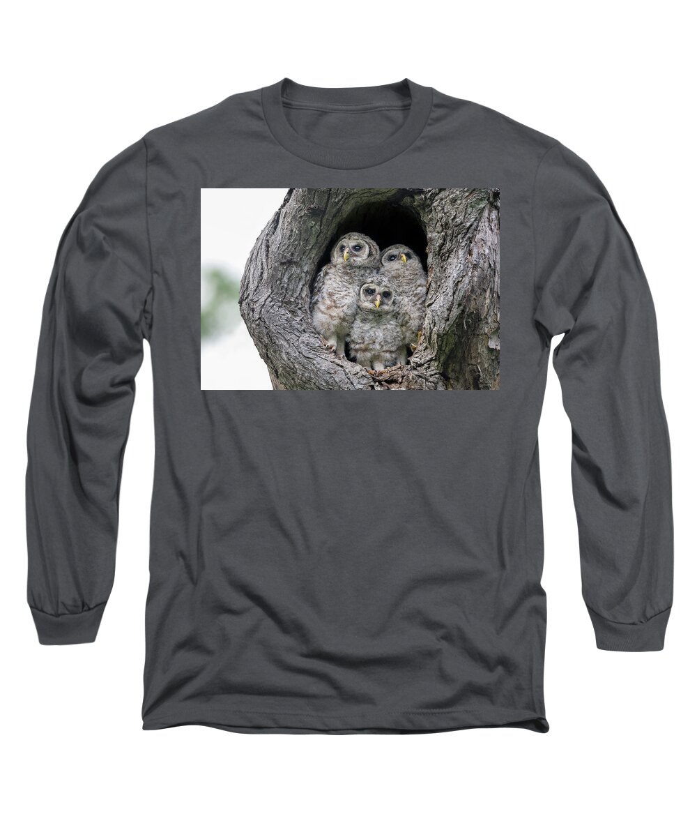 Baby Barred Owls Long Sleeve T-Shirt featuring the photograph Waiting for My Papa and Mama by Puttaswamy Ravishankar