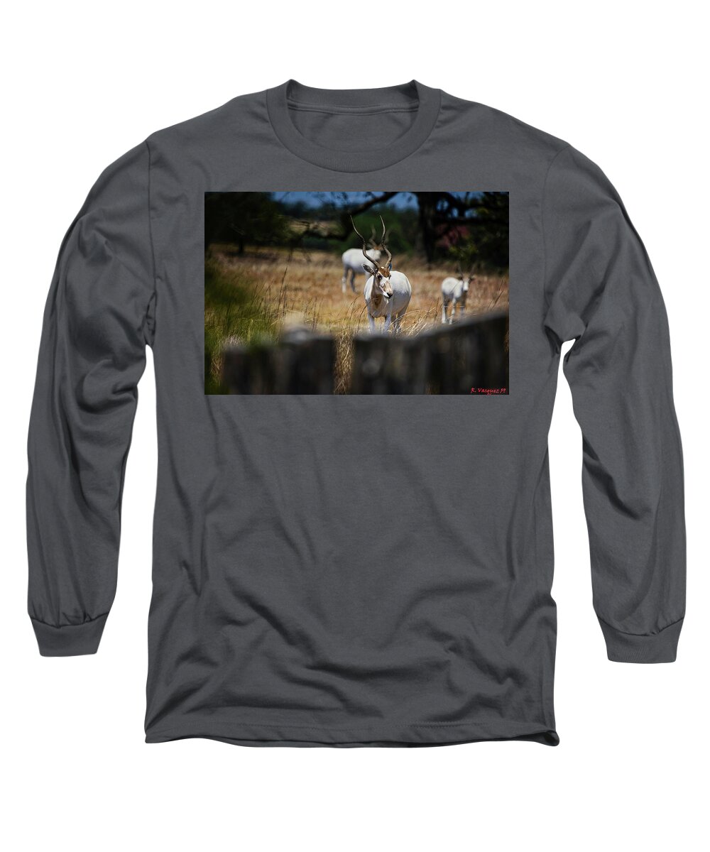 Addax Long Sleeve T-Shirt featuring the photograph Addax Antelope by Rene Vasquez