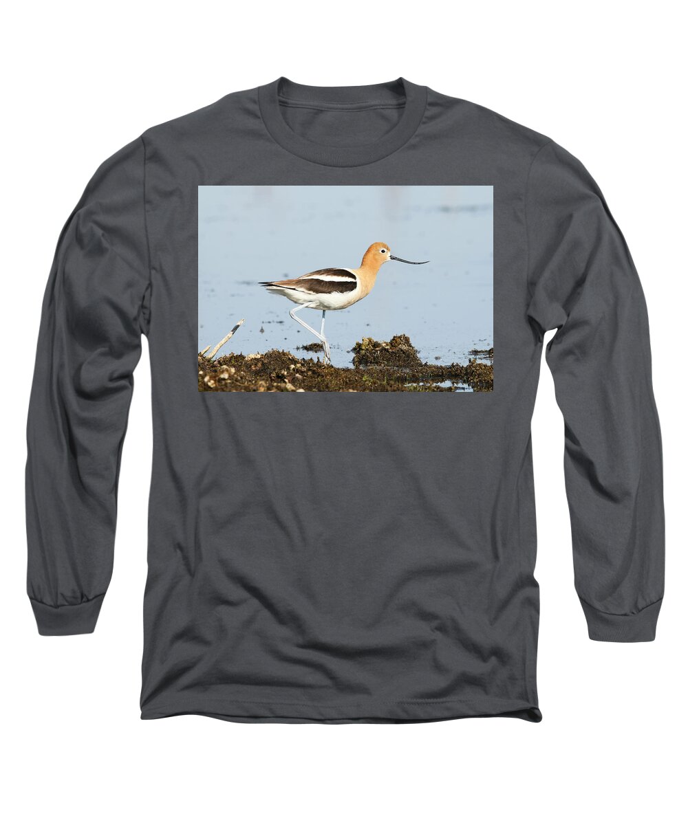 American Avocet Long Sleeve T-Shirt featuring the photograph American Avocet by Ryan Crouse
