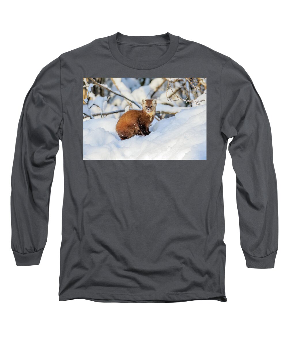Wildlife Long Sleeve T-Shirt featuring the photograph American Pine Marten 2 by Gary Hall