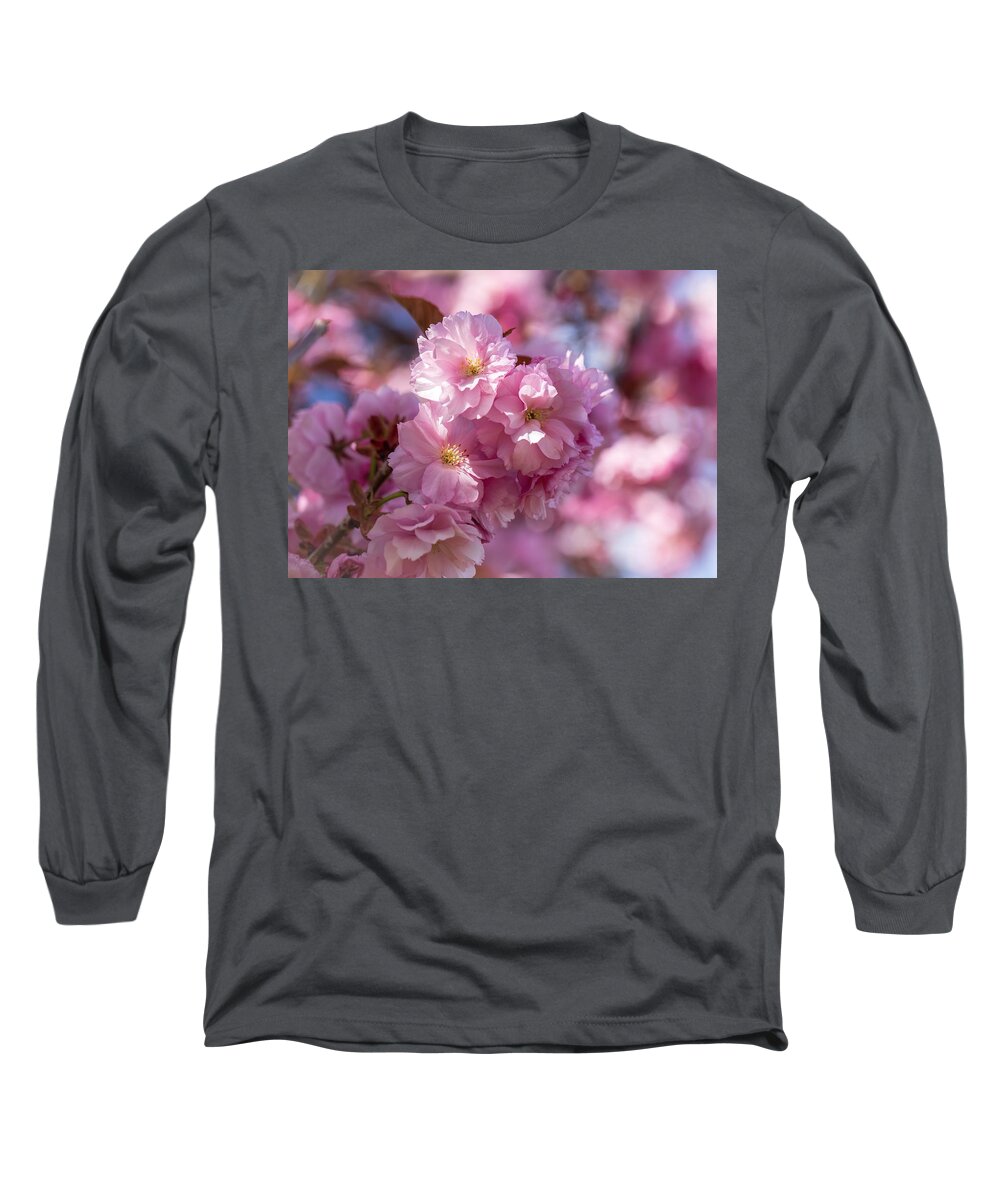 April Cherry Blossoms Long Sleeve T-Shirt featuring the photograph April cherry blossoms by Lynn Hopwood