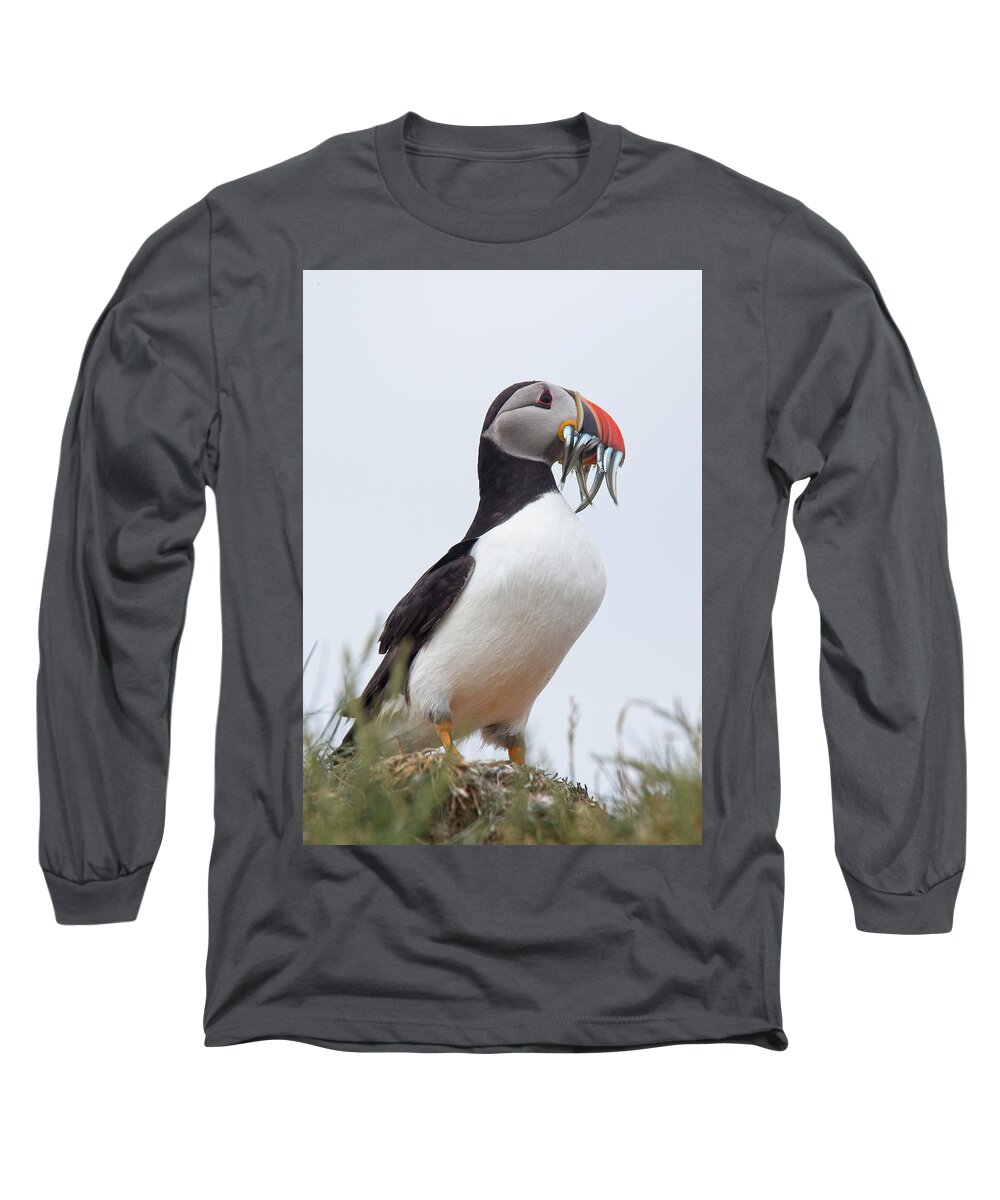 Atlantic Puffin Long Sleeve T-Shirt featuring the photograph Atlantic Puffin, Fratercula arctica, Farne Islands by Tony Mills