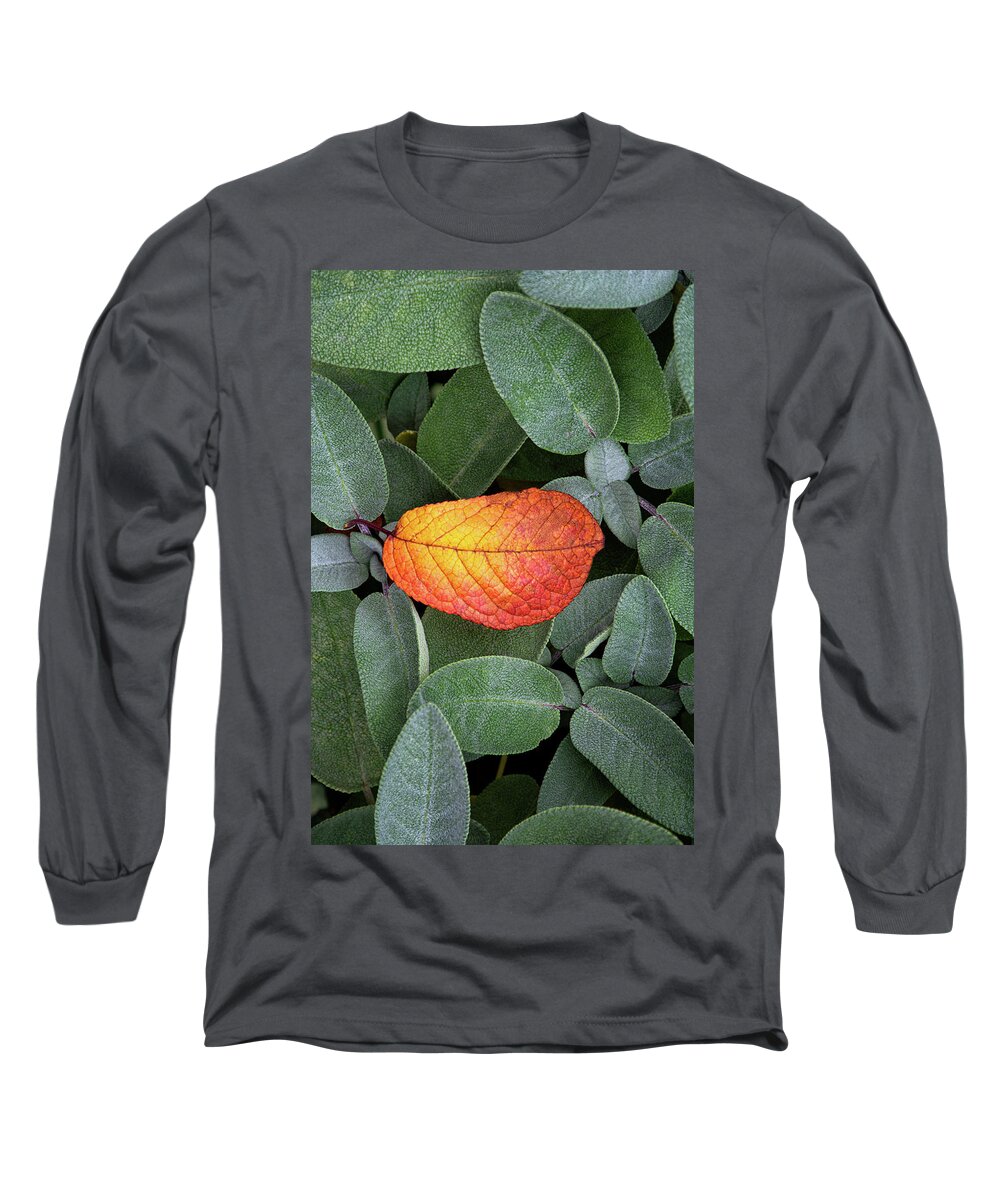 Autumnal Long Sleeve T-Shirt featuring the photograph Autumnal leaf in a sage bush by Bernhard Schaffer