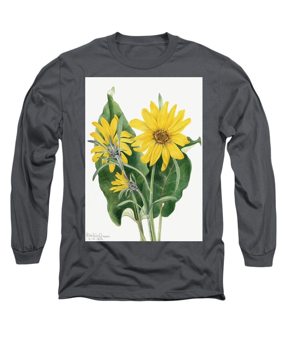 Balsamroot Long Sleeve T-Shirt featuring the painting Balsamroot. By Mary Vaux Walcott by World Art Collective