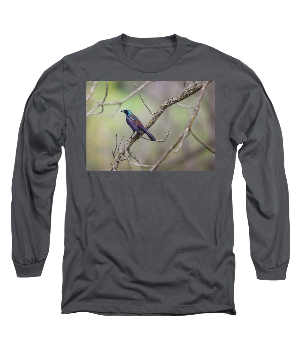 Common Grackle Long Sleeve T-Shirt featuring the photograph Beautiful Common Grackle by Scott Burd