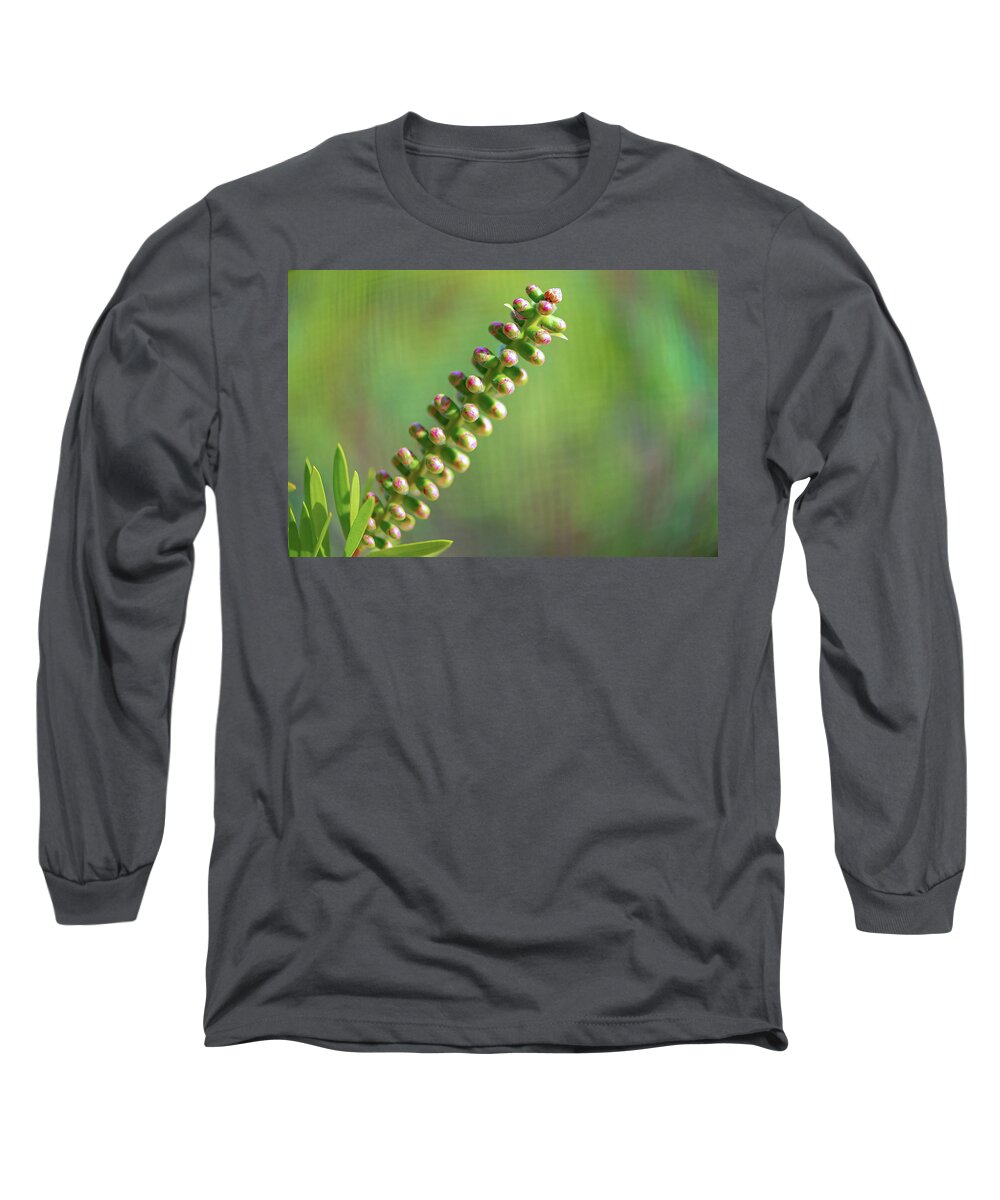 Callistemon Long Sleeve T-Shirt featuring the photograph Bottlebrush Buds by Debra Kewley