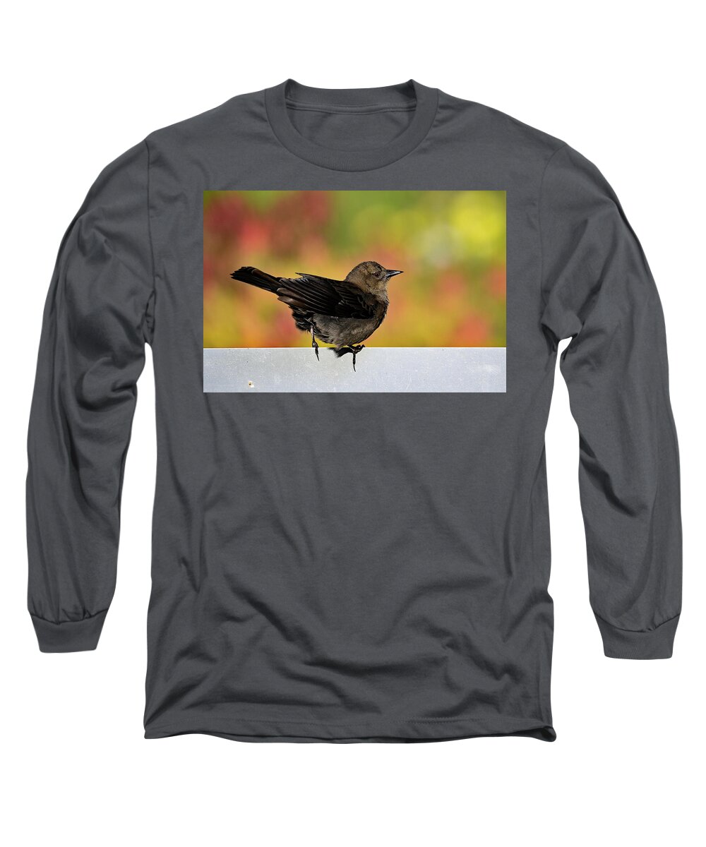 Euphagus Cyanocephalus Long Sleeve T-Shirt featuring the photograph Brewer's Blackbird - Female by Amazing Action Photo Video