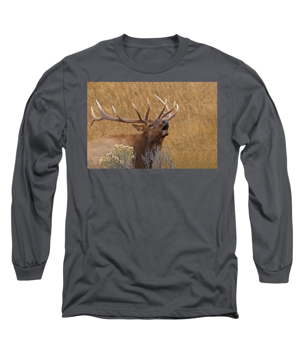 Elk Long Sleeve T-Shirt featuring the photograph Bugling Elk by CR Courson