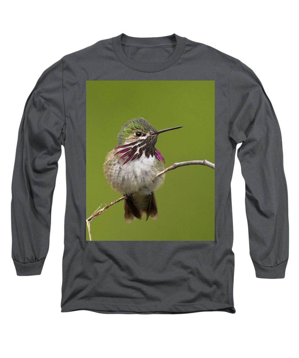 Birds Long Sleeve T-Shirt featuring the photograph Calliope Hummingbird, El Dorado County California by Doug Herr