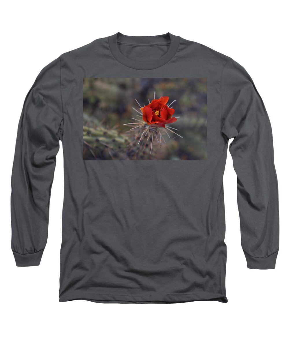 Cholla Long Sleeve T-Shirt featuring the photograph Cholla Flower Bloom by Chance Kafka