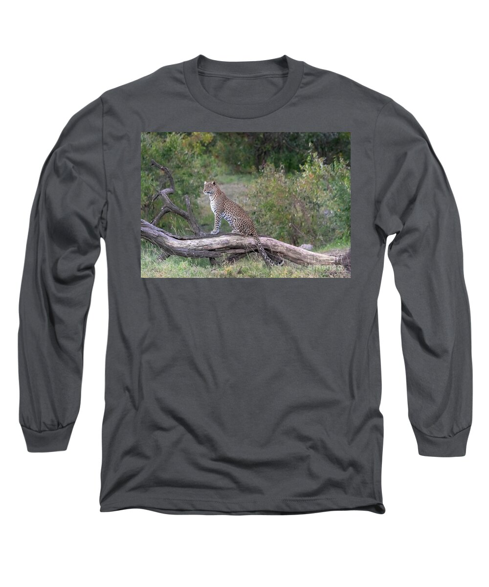 Animals Long Sleeve T-Shirt featuring the photograph Classic Beauty by Sandra Bronstein