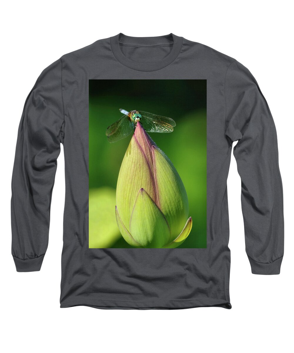 Lotus Long Sleeve T-Shirt featuring the photograph Dragonfly on lotus bud by Buddy Scott