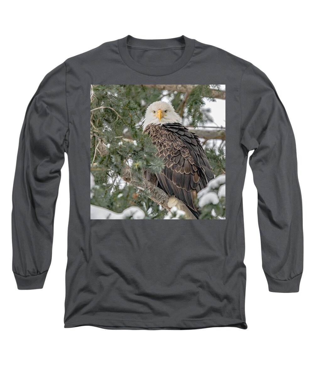 Bald Eagle Perched In A Tree Giving Me The Eagle Stare. Taken Right In The Middle Of Town In Chilliwack Long Sleeve T-Shirt featuring the photograph Eagle Eyes by David Lee