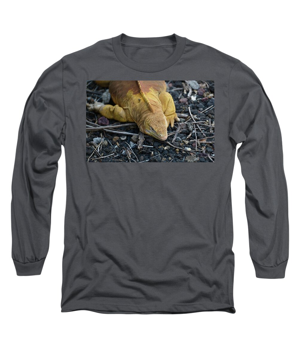 Republic Of Ecuador Long Sleeve T-Shirt featuring the photograph Galapagos land iguana, Conolophus subcristatus, Santa Cruz Island, Galapagos Islands, Ecuador by Kevin Oke