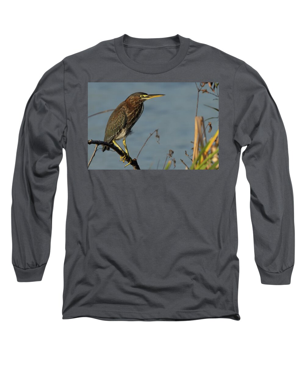 Green Heron Long Sleeve T-Shirt featuring the photograph GH Perched 2 by RD Allen