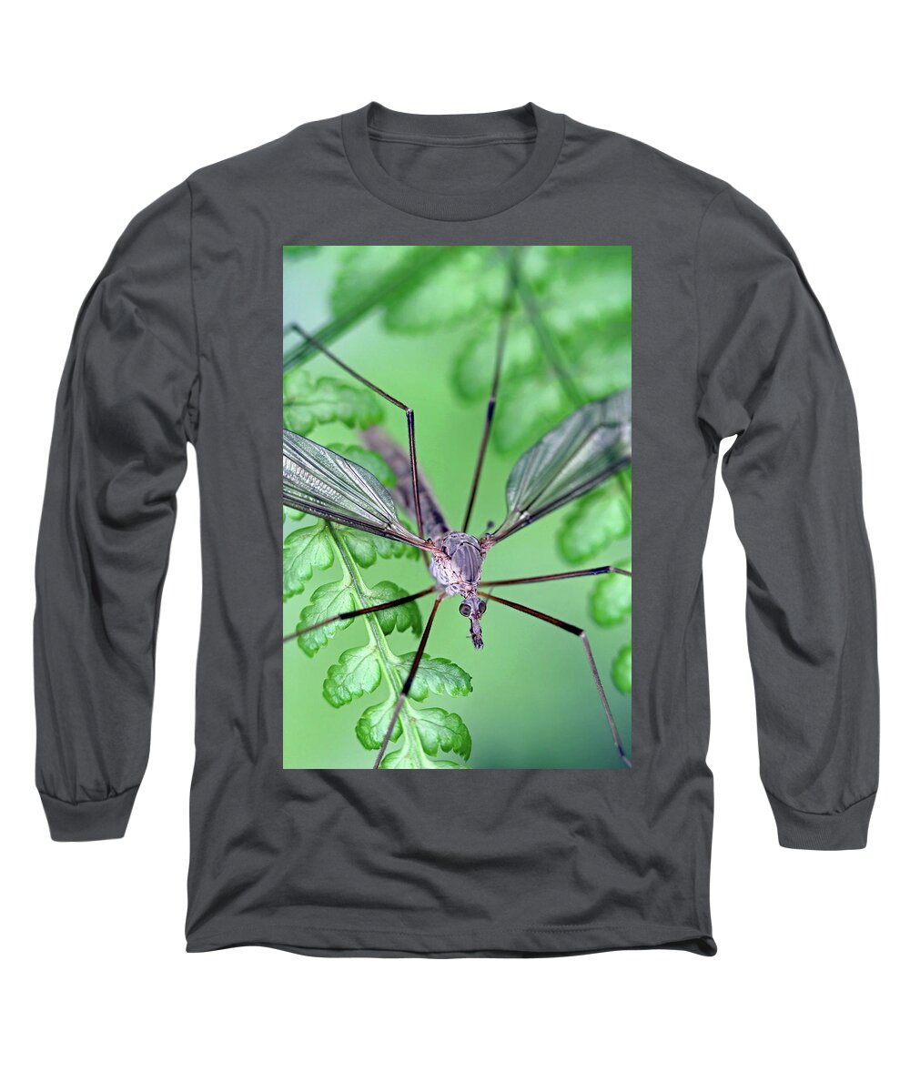 Insects Long Sleeve T-Shirt featuring the photograph Ghost on a fern by Jennifer Robin