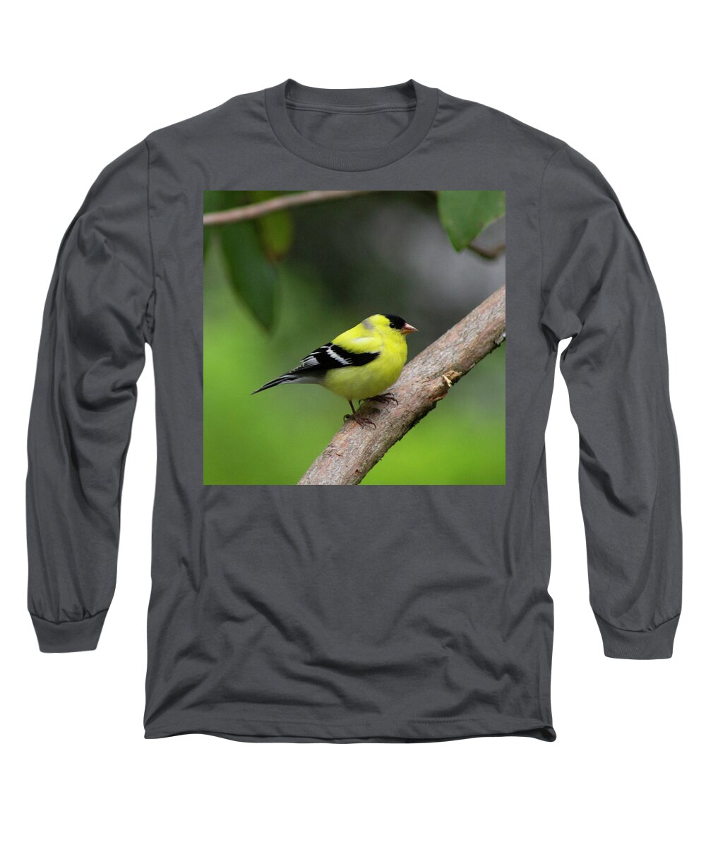 Bird Long Sleeve T-Shirt featuring the photograph Goldfinch by Geoff Jewett