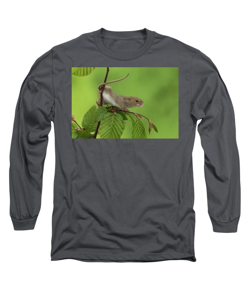 Harvest Long Sleeve T-Shirt featuring the photograph Harvest Mouse-3056 by Miles Herbert